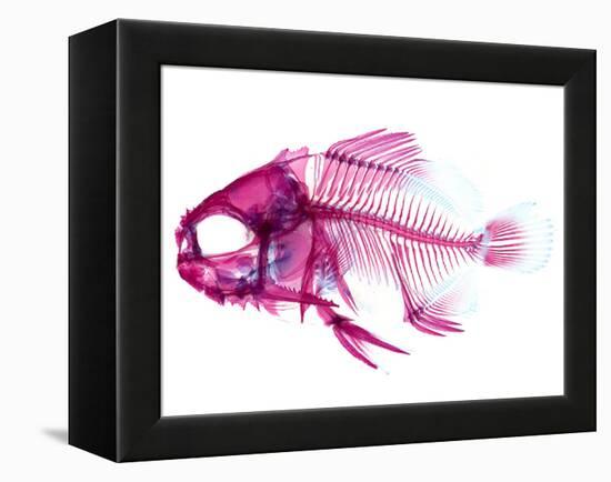 Coradion Fish-null-Framed Premier Image Canvas