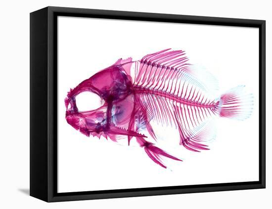 Coradion Fish-null-Framed Premier Image Canvas