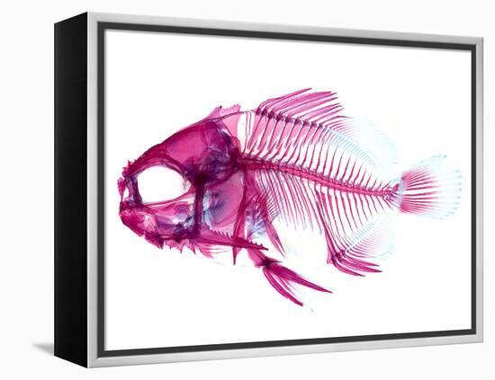 Coradion Fish-null-Framed Premier Image Canvas