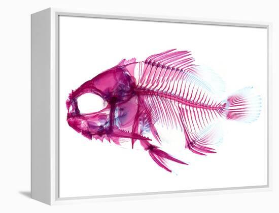 Coradion Fish-null-Framed Premier Image Canvas