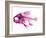 Coradion Fish-null-Framed Premium Photographic Print