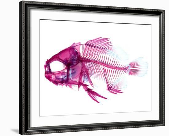 Coradion Fish-null-Framed Photographic Print