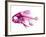 Coradion Fish-null-Framed Photographic Print