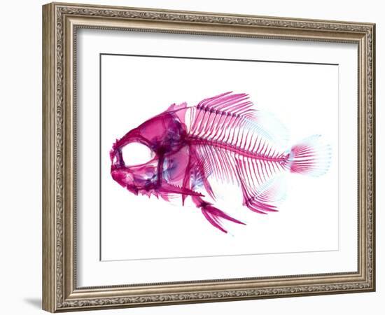 Coradion Fish-null-Framed Photographic Print
