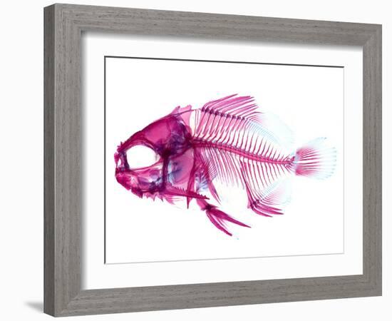 Coradion Fish-null-Framed Photographic Print