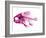 Coradion Fish-null-Framed Photographic Print