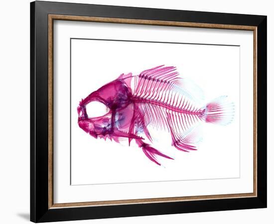 Coradion Fish-null-Framed Photographic Print