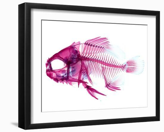 Coradion Fish-null-Framed Photographic Print