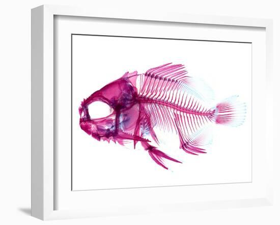 Coradion Fish-null-Framed Photographic Print