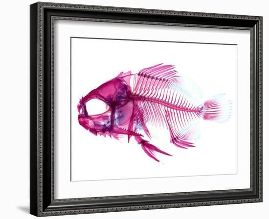 Coradion Fish-null-Framed Photographic Print