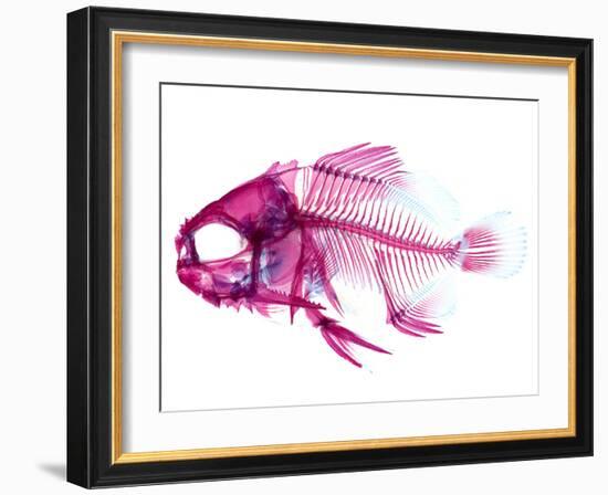 Coradion Fish-null-Framed Photographic Print