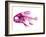 Coradion Fish-null-Framed Photographic Print