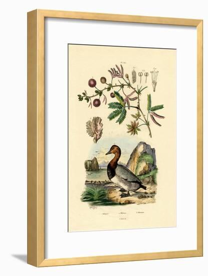 Coral, 1833-39-null-Framed Giclee Print