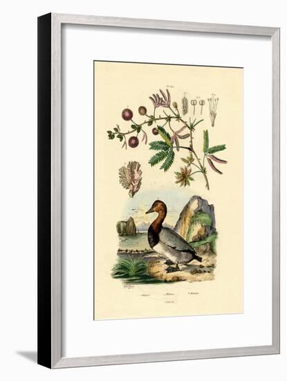 Coral, 1833-39-null-Framed Giclee Print