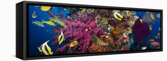 Coral and Fish in the Red Sea.Egypt-Irochka-Framed Premier Image Canvas