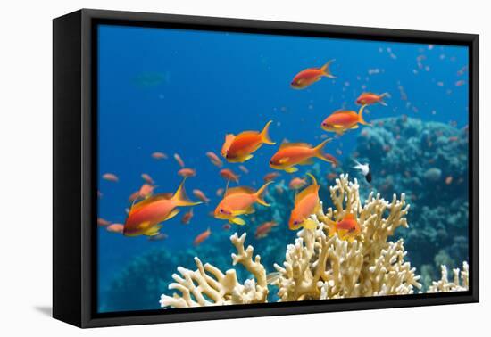 Coral and Fish in the Red Sea.Egypt-Irochka-Framed Premier Image Canvas