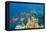 Coral and Fish in the Red Sea.Egypt-Irochka-Framed Premier Image Canvas