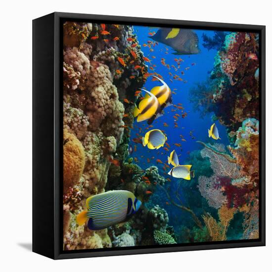 Coral and Fish in the Red Sea.Egypt-Irochka-Framed Premier Image Canvas