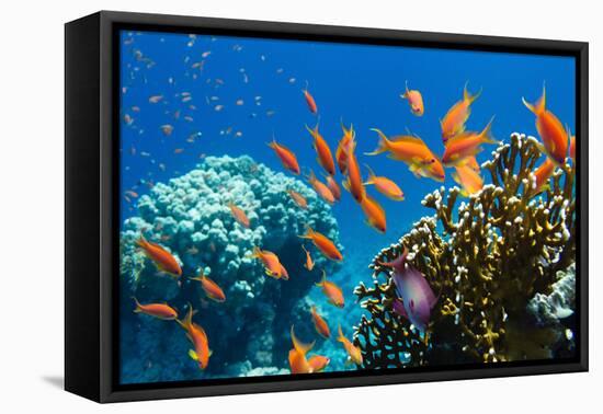 Coral and Fish in the Red Sea.Egypt-Irochka-Framed Premier Image Canvas