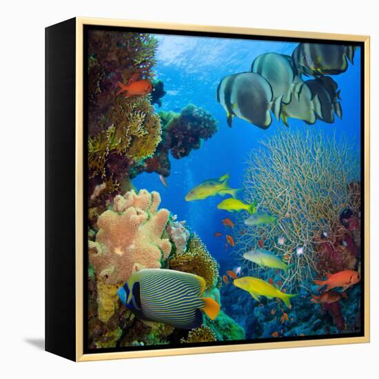 Coral and Fish in the Red Sea.Egypt-Irochka-Framed Premier Image Canvas