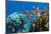 Coral and Fish in the Red Sea.Egypt-Irochka-Mounted Photographic Print