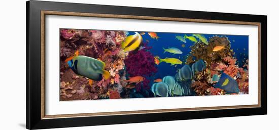 Coral and Fish in the Red Sea.Egypt-Irochka-Framed Photographic Print