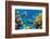 Coral and Fish in the Red Sea.Egypt-Irochka-Framed Photographic Print