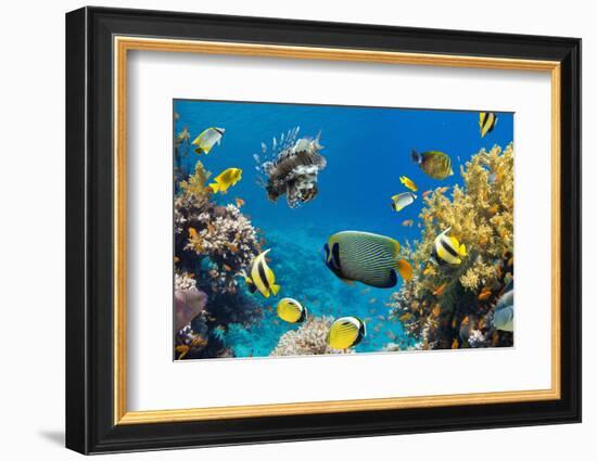 Coral and Fish in the Red Sea.Egypt-Irochka-Framed Photographic Print