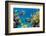 Coral and Fish in the Red Sea.Egypt-Irochka-Framed Photographic Print