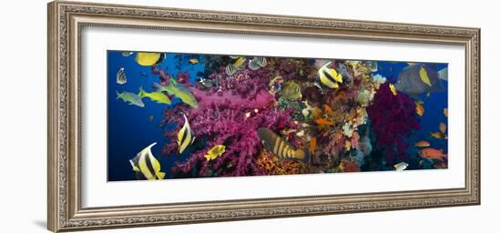 Coral and Fish in the Red Sea.Egypt-Irochka-Framed Photographic Print