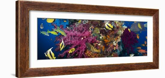 Coral and Fish in the Red Sea.Egypt-Irochka-Framed Photographic Print