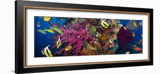 Coral and Fish in the Red Sea.Egypt-Irochka-Framed Photographic Print