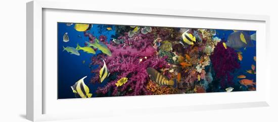 Coral and Fish in the Red Sea.Egypt-Irochka-Framed Photographic Print