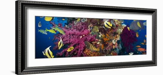 Coral and Fish in the Red Sea.Egypt-Irochka-Framed Photographic Print