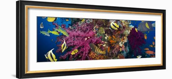 Coral and Fish in the Red Sea.Egypt-Irochka-Framed Photographic Print