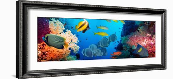Coral and Fish in the Red Sea.Egypt-Irochka-Framed Photographic Print
