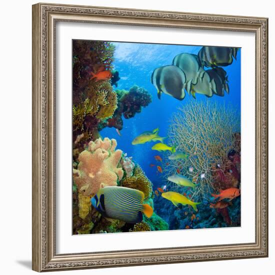 Coral and Fish in the Red Sea.Egypt-Irochka-Framed Photographic Print