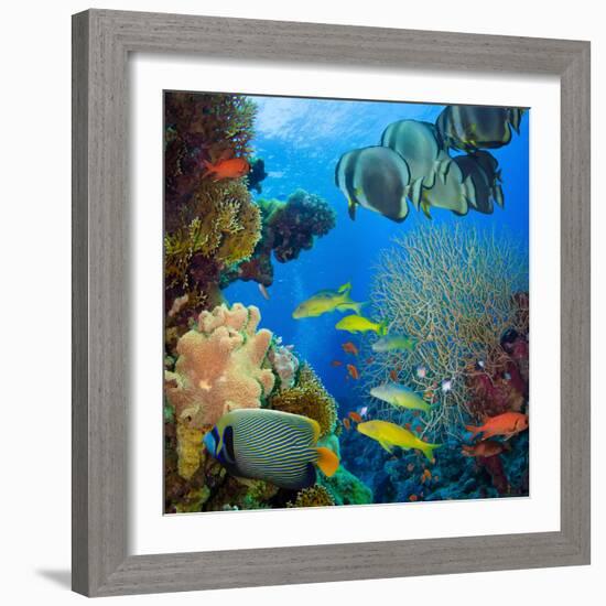 Coral and Fish in the Red Sea.Egypt-Irochka-Framed Photographic Print