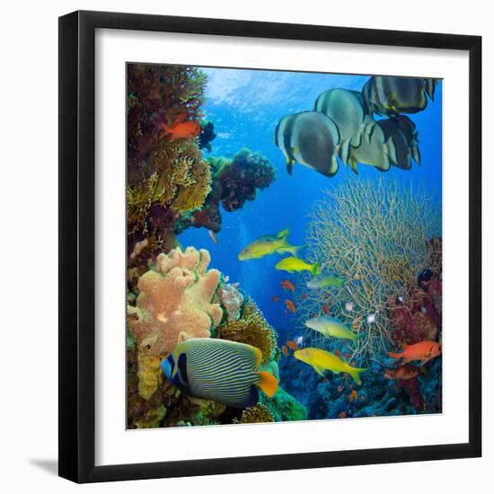 Coral and Fish in the Red Sea.Egypt-Irochka-Framed Photographic Print