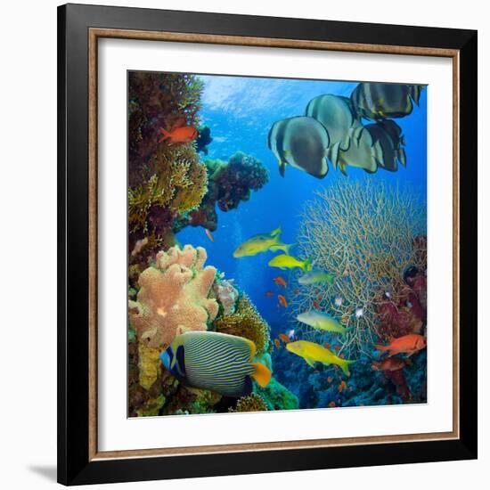 Coral and Fish in the Red Sea.Egypt-Irochka-Framed Photographic Print