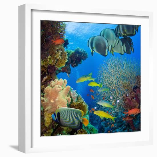 Coral and Fish in the Red Sea.Egypt-Irochka-Framed Photographic Print