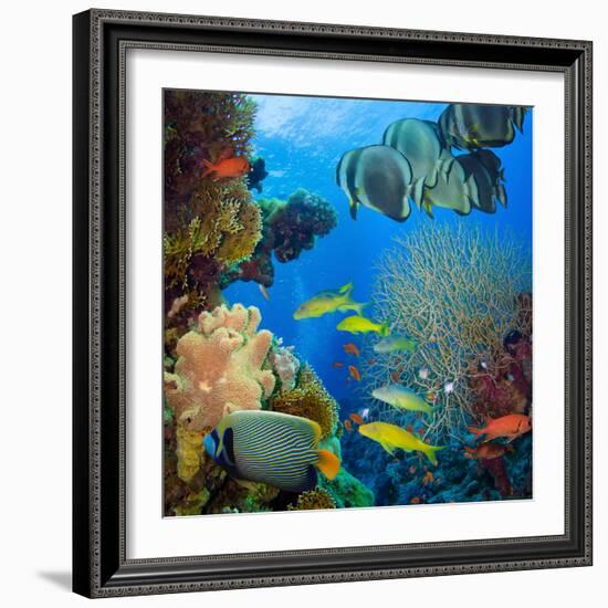 Coral and Fish in the Red Sea.Egypt-Irochka-Framed Photographic Print