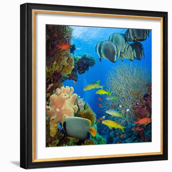 Coral and Fish in the Red Sea.Egypt-Irochka-Framed Photographic Print