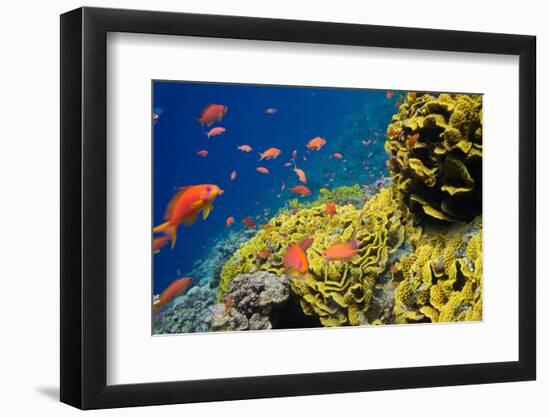 Coral and Fish in the Red Sea.Egypt-Irochka-Framed Photographic Print