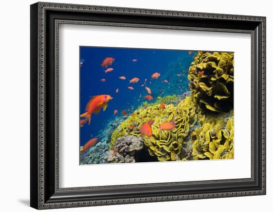 Coral and Fish in the Red Sea.Egypt-Irochka-Framed Photographic Print