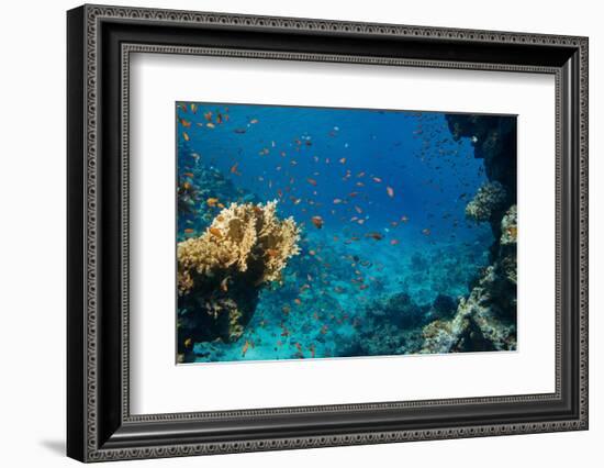 Coral and Fish in the Red Sea.Egypt-Irochka-Framed Photographic Print