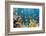 Coral and Fish in the Red Sea.Egypt-Irochka-Framed Photographic Print