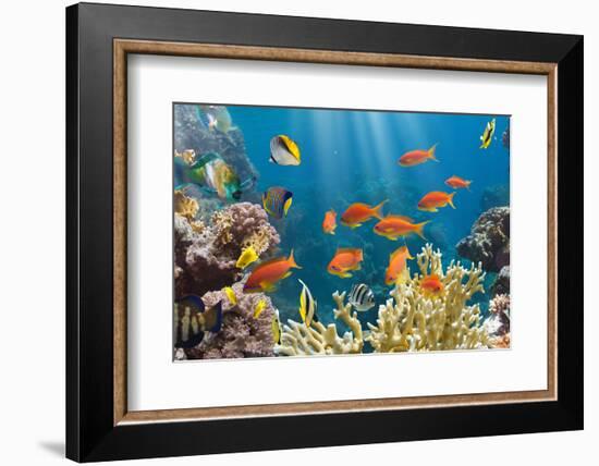 Coral and Fish in the Red Sea.Egypt-Irochka-Framed Photographic Print