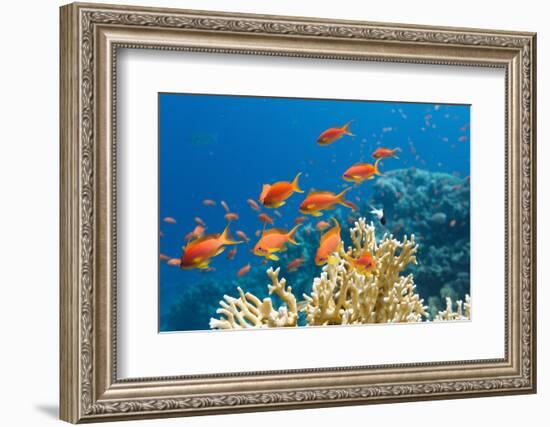 Coral and Fish in the Red Sea.Egypt-Irochka-Framed Photographic Print