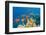 Coral and Fish in the Red Sea.Egypt-Irochka-Framed Photographic Print